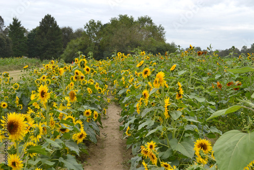 path through sunflowers