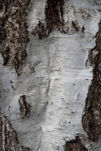 White and brown bark texture of birch tree, close up