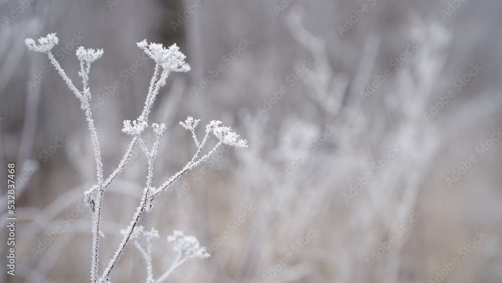 Frosty berries in the garden. The icy hoarfrost covered the bushes, herbs, and berries. Rosehip. Rowan. Mistletoe. Winter weather. Picturesque winter view with frosty leaves. Christmas background. Frosty berries in the garden. The icy hoarfrost covered the bushes, herbs, and berries. Rosehip. Rowan. Mistletoe. Winter weather. Picturesque winter view with frosty leaves. Christmas background.