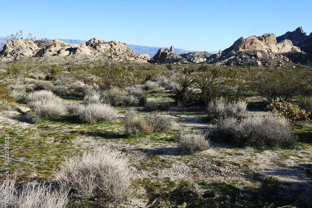 The natural beauty of the Mojave Desert landscape, Lake Mead Recreation Area, Newberry Mountain Wilderness, Clark County, Nevada.