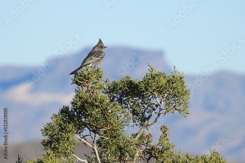 Female phainopepla perched on a juniper shrub in the Mojave Desert, Clark County, Nevada. photo