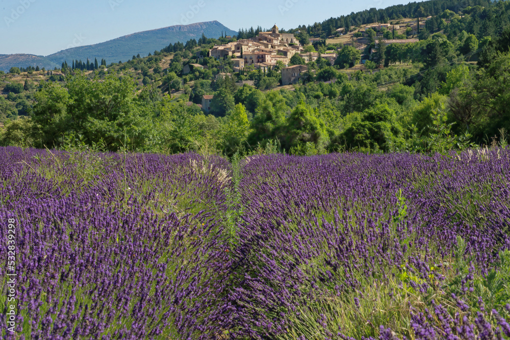 Lavender with village