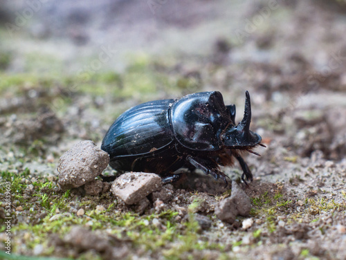 male dung beetle (Copris lunaris)