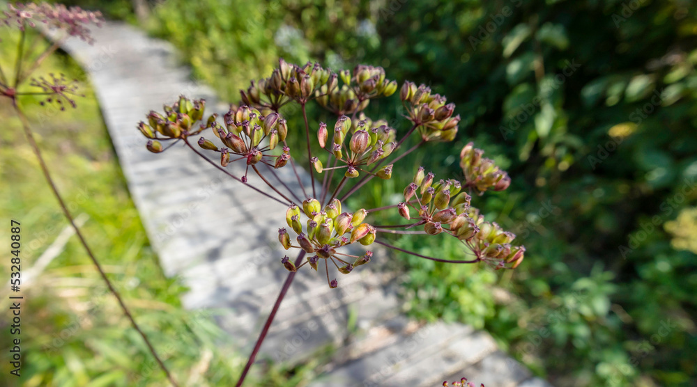 The seedhead of wild parsnip with a boardwalk in a park in the background. - obrazy, fototapety, plakaty 