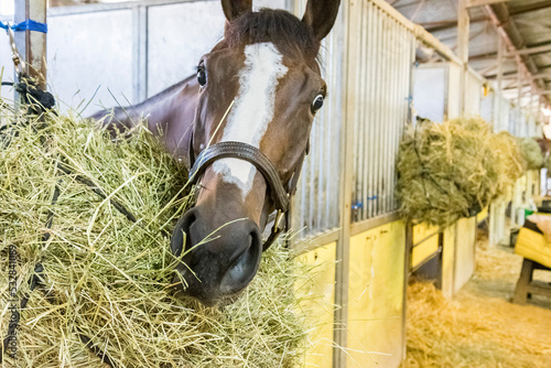 The face of a bay Thoroughbred racehorse filly with a large blaze looking at the camera with wide eyes in a stall with a hay net in a barn. photo