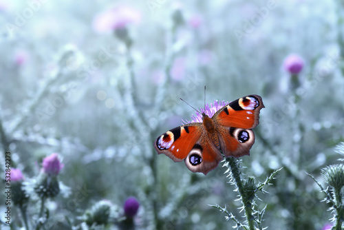Schmetterling 1015