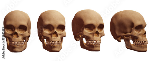 human skull