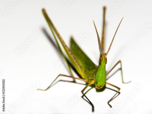 Large green cone-headed grasshopper with white background