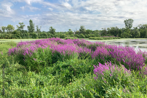 Purple Loosestrife Planting in American Midwestern Marsh photo