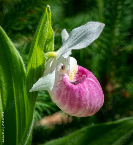 Blooming Showy Lady’s Slipper