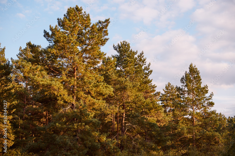 Close-up of a pine forest on a warm autumn day at sunset.