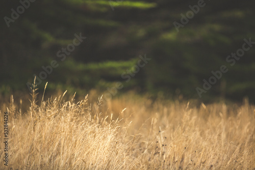 Close up of wild grasses with cypress trees in background. Mackerricher state park near Fort Bragg, California.