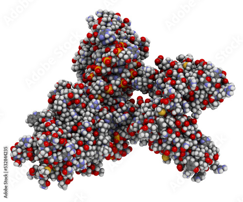NFAT1 (Nuclear factor of activated T-cells, cytoplasmic 2, NFATC2) protein. DNA binding protein implicated in breast cancer metastasis.