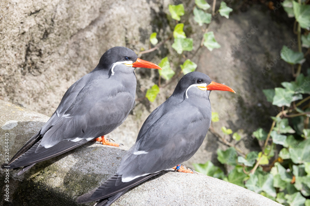 Inkaterne are the only species in the genus Larosterna in the sub-group terns, which are also part of the gull family.Odense zoo,denmark,Europe,Scandinavia