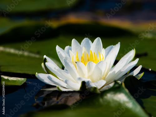 Fototapeta Naklejka Na Ścianę i Meble -  white water lily