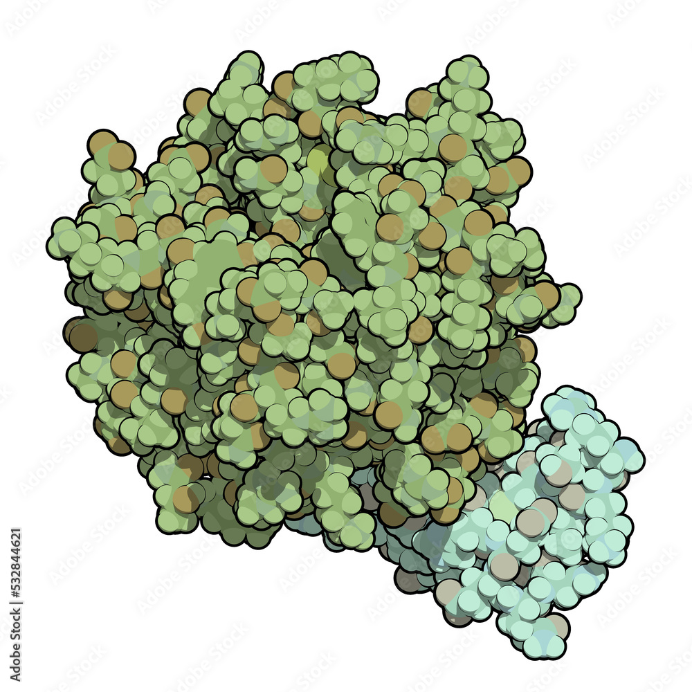 Blood coagulation factor Xa. Plays role in blood clotting and