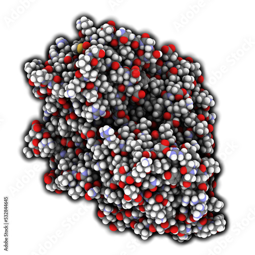 Firefly luciferase enzyme. Protein responsible for the bioluminescence of fireflies. Often used as reporter in biotechnology and genetic engineering. photo