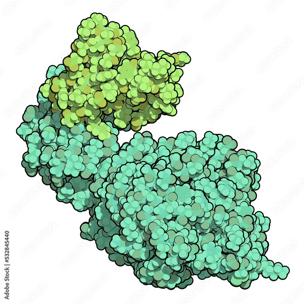 Human pancreatic lipase (HPL) enzyme, in complex with colipase