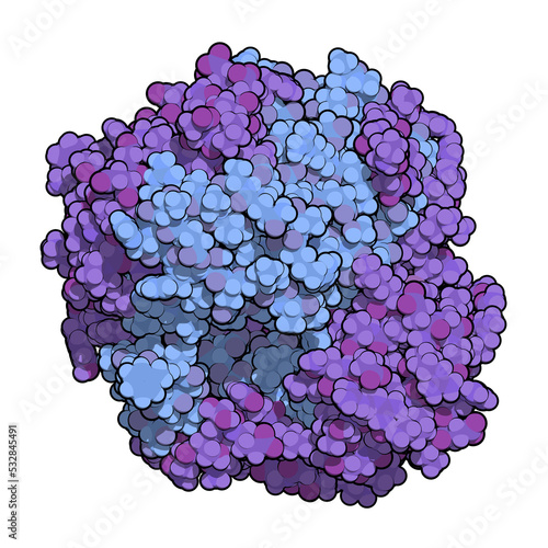 Gamma-glutamyltranspeptidase 1 (GGT 1, gamma-GT, gamma-glutamyl transferase) enzyme. Used as diagnostic marker for liver disease.