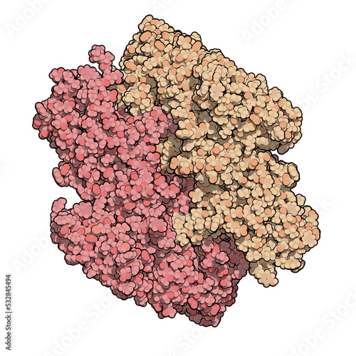 Coagulation factor XIII (FXIII, A subunits), molecular structure. Crosslinks fibrin after activation to FXIIIa by thrombin. photo