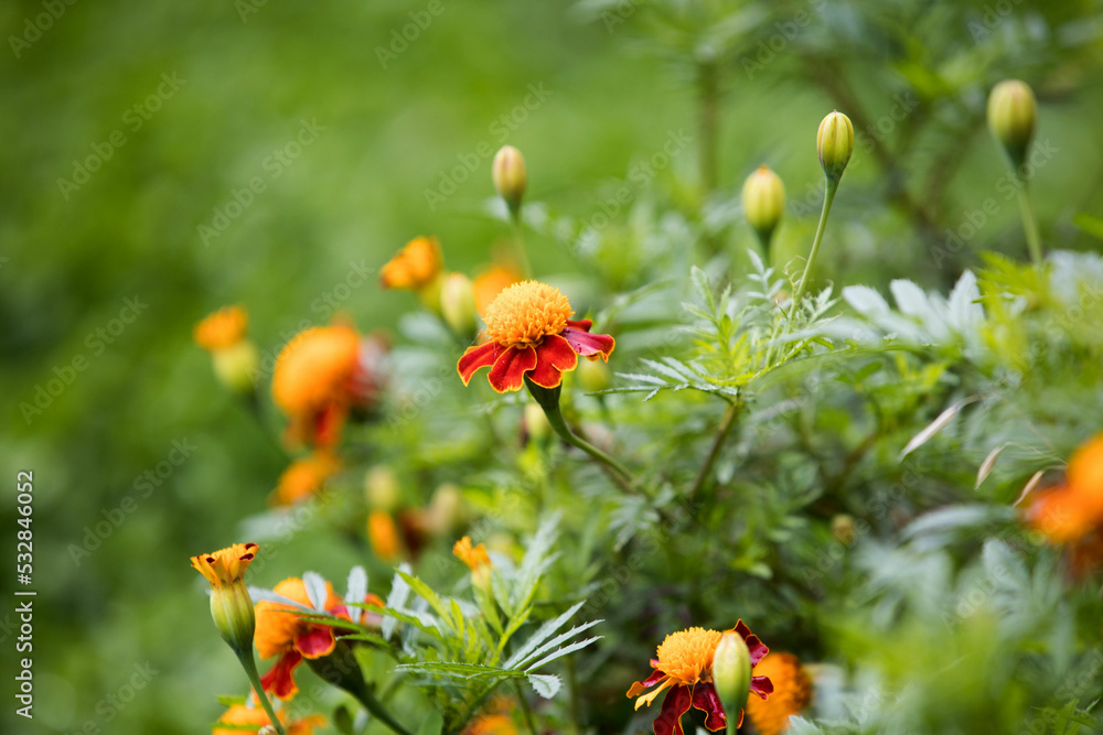 Obraz premium Autumn marigold background. Uses and Benefits of Marigold Flowers