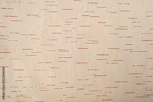 Tableau sur toile The texture of birch bark