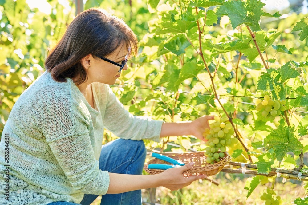 Woman cutting green grape harvest with secateurs, in vineyard Woman cutting green grape harvest with secateurs, in vineyard