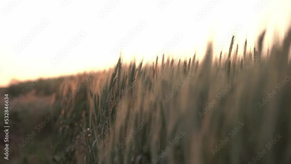 ears of wheat in the rays of the sunset. Ukraine. ears of wheat in the rays of the sunset. Ukraine.