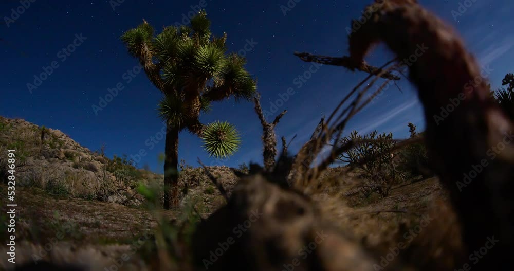 Joshua Tree Desert Night Sky Stars Space Galaxy Joshua Tree Desert Night Sky Stars Space Galaxy