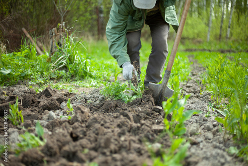 Digging up soil. Gardener digs ground with shovel. Bed of plants. Planting seedlings in soil.