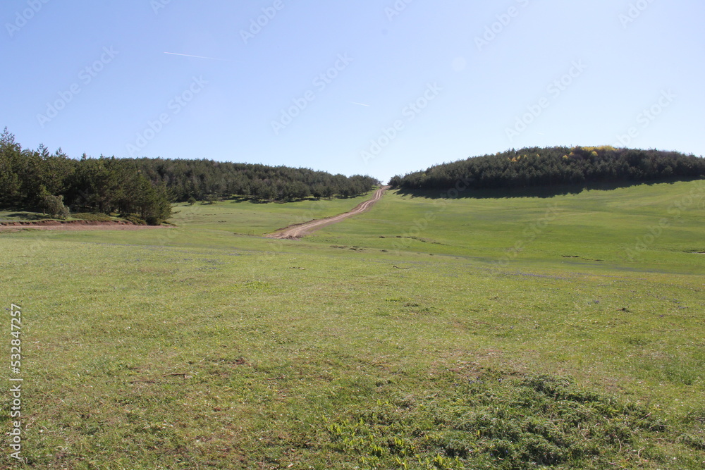 landscape with green grass