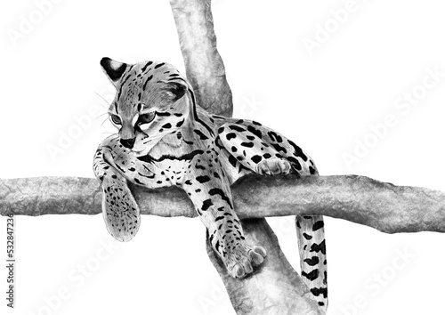 leopard in a tree photo