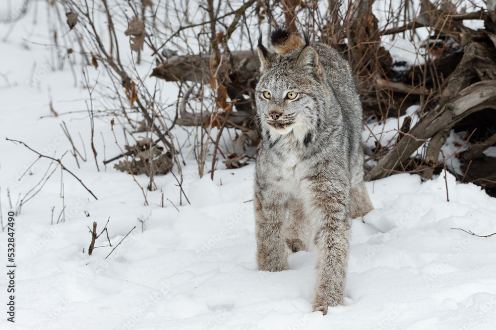 Canadian Lynx (Lynx canadensis) Steps Away From Roots Tail Up Over Back Winter Canadian Lynx (Lynx canadensis) Steps Away From Roots Tail Up Over Back Winter