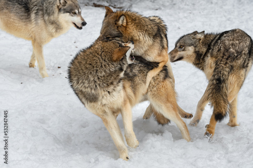 Grey Wolf (Canis lupus) Jumps on Back of Snarling Packmate Winter © hkuchera