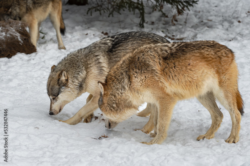 Grey Wolves (Canis lupus) Side by Side Sniffing in Snow Winter © hkuchera