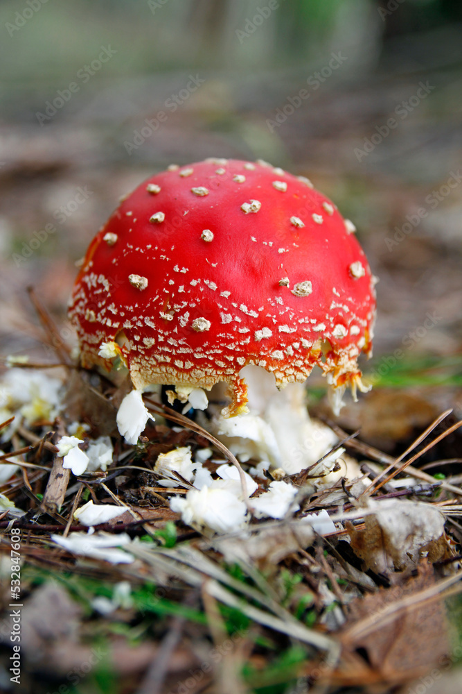 im fliegenpilz frisst der wald mistkäfer im fliegenpilz frisst der wald mistkäfer