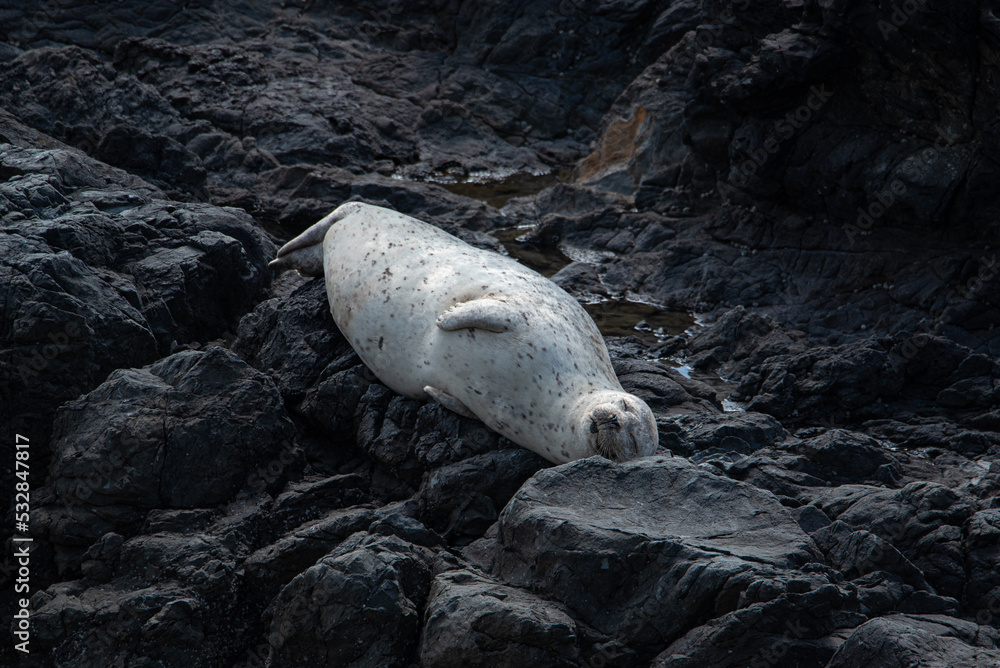 Fototapeta premium Cute seal on a rock