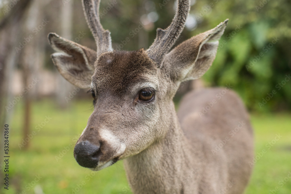 Venado amigable y dócil con las personas y humanos Venado amigable y dócil con las personas y humanos