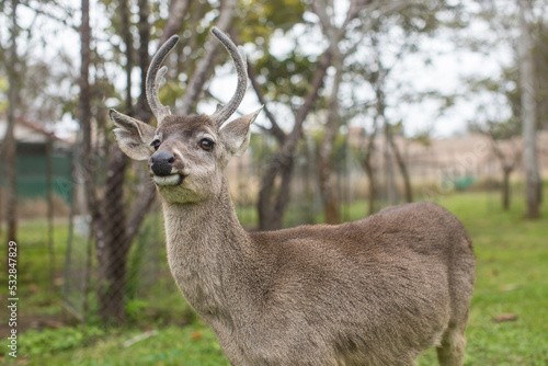 Venado amigable y d  cil con las personas y humanos