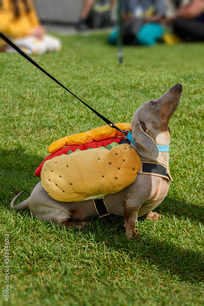 Dachshund in Hot Dog Costume Sits Looking Up