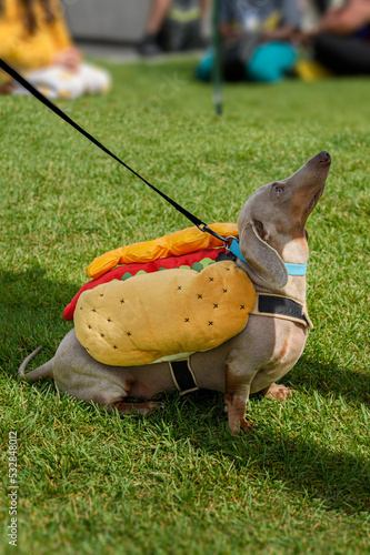 Obraz na płótnie Dachshund in Hot Dog Costume Sits Looking Up w salonie
