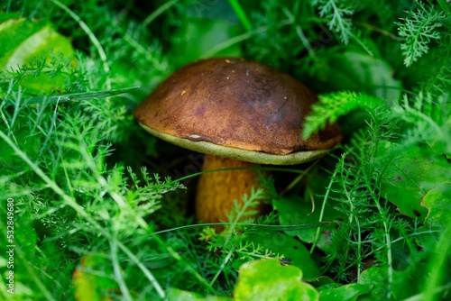 Bay bolete mushroom in the forest fern