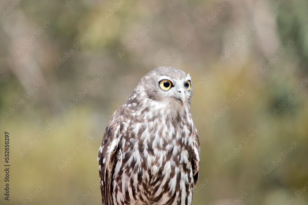 this is a close up of a barking owl looking out for danger this is a close up of a barking owl looking out for danger
