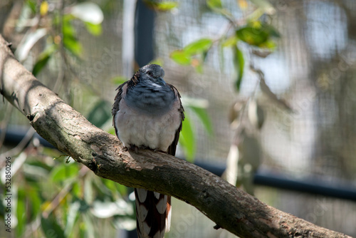 the bar shouldered dove is perch in a tall tree