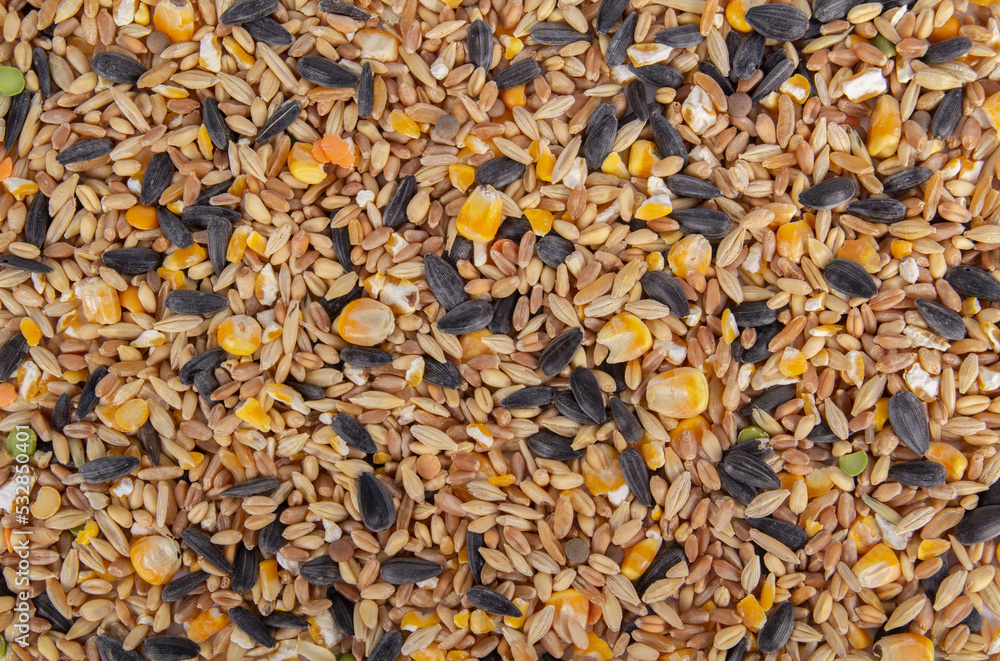 Chicken Scratch or Feed Background Shot with Grains, Corn and Seeds