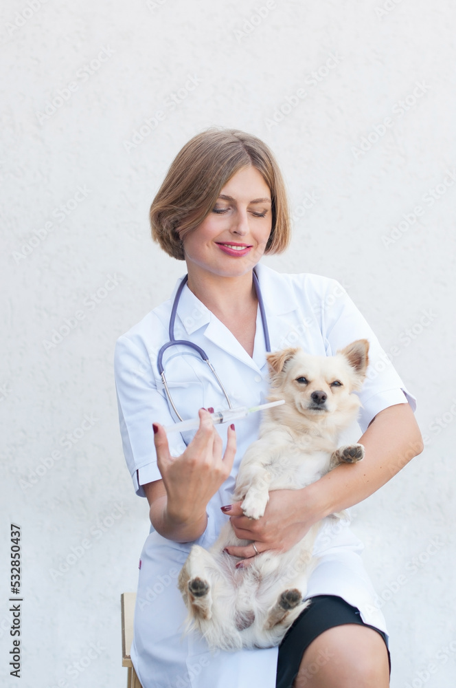 Cute chihuahua dog on a veterinarian examining, female doctor, Cute chihuahua dog on a veterinarian examining, female doctor,