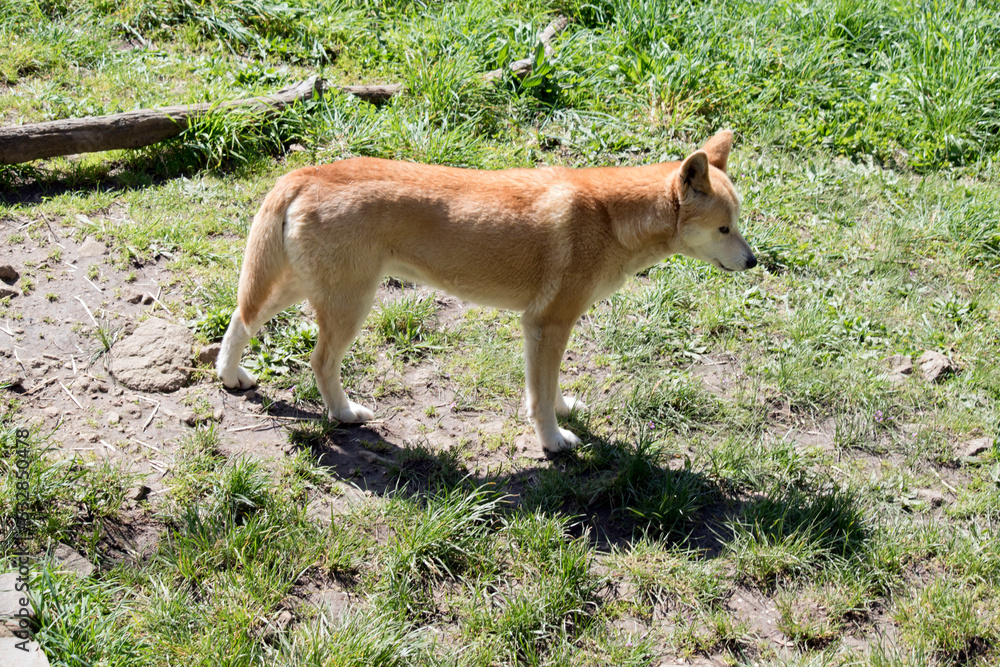 the Australian dingo is golden in color with a bushy tail the Australian dingo is golden in color with a bushy tail