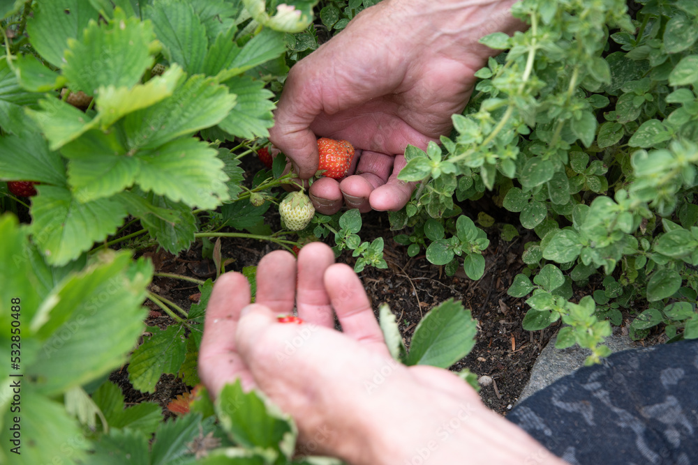 man picks strawberries in his palm, a summer harvest of berries, fruit picking, man picks strawberries in his palm, a summer harvest of berries, fruit picking,