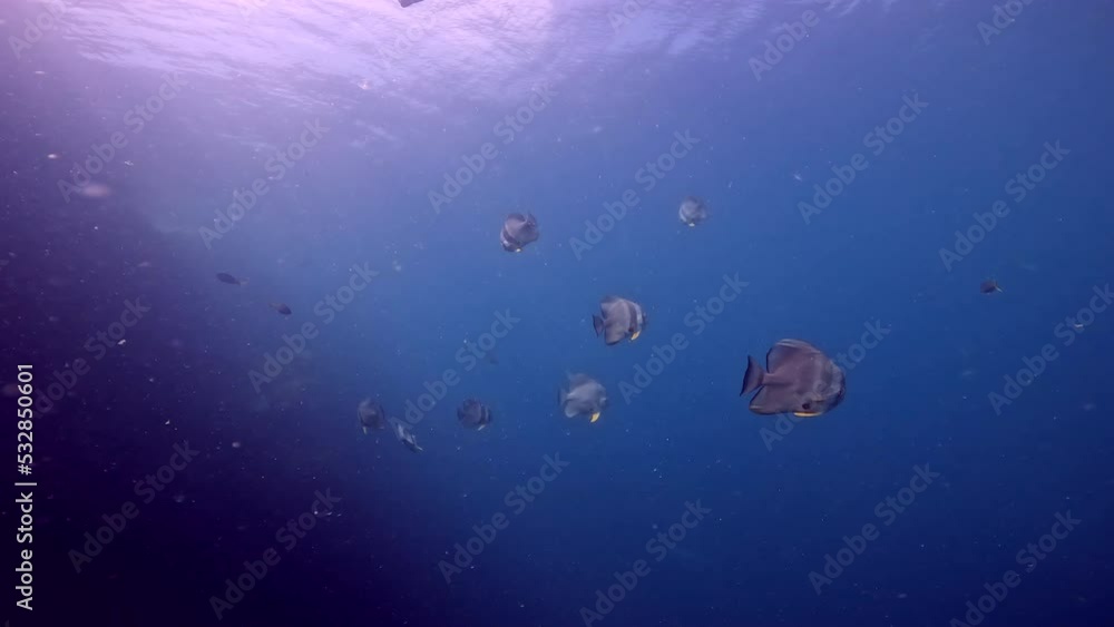 custom made wallpaper toronto digitalUnder water film of a few Bat fish swimming close to ocean surface - Thailand