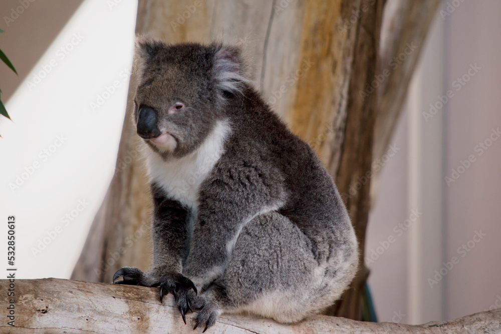 Naklejka premium the koala is a grey marsupial with fluffy ears and a white chest